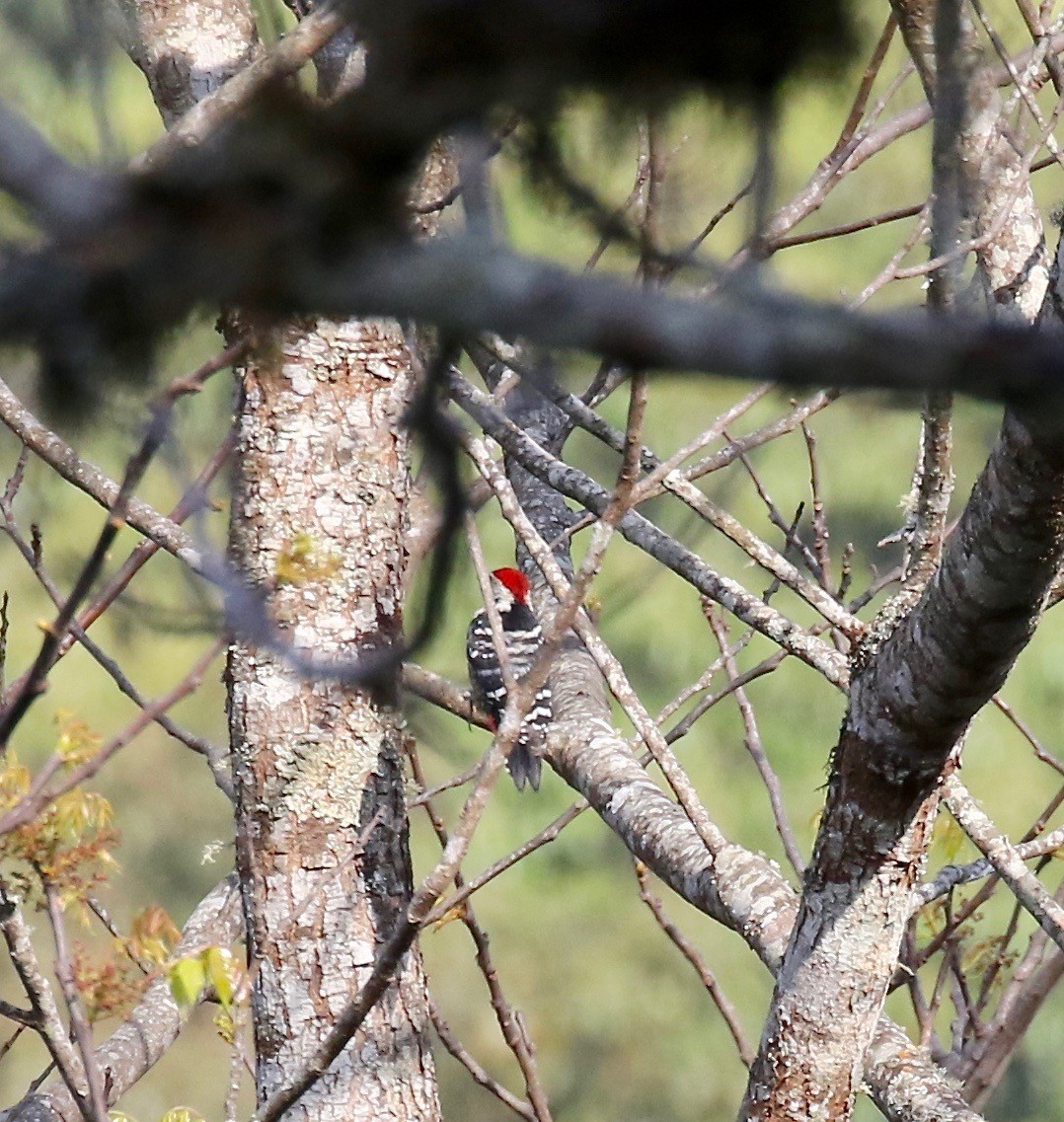 Stripe-breasted Woodpecker - ML620414411