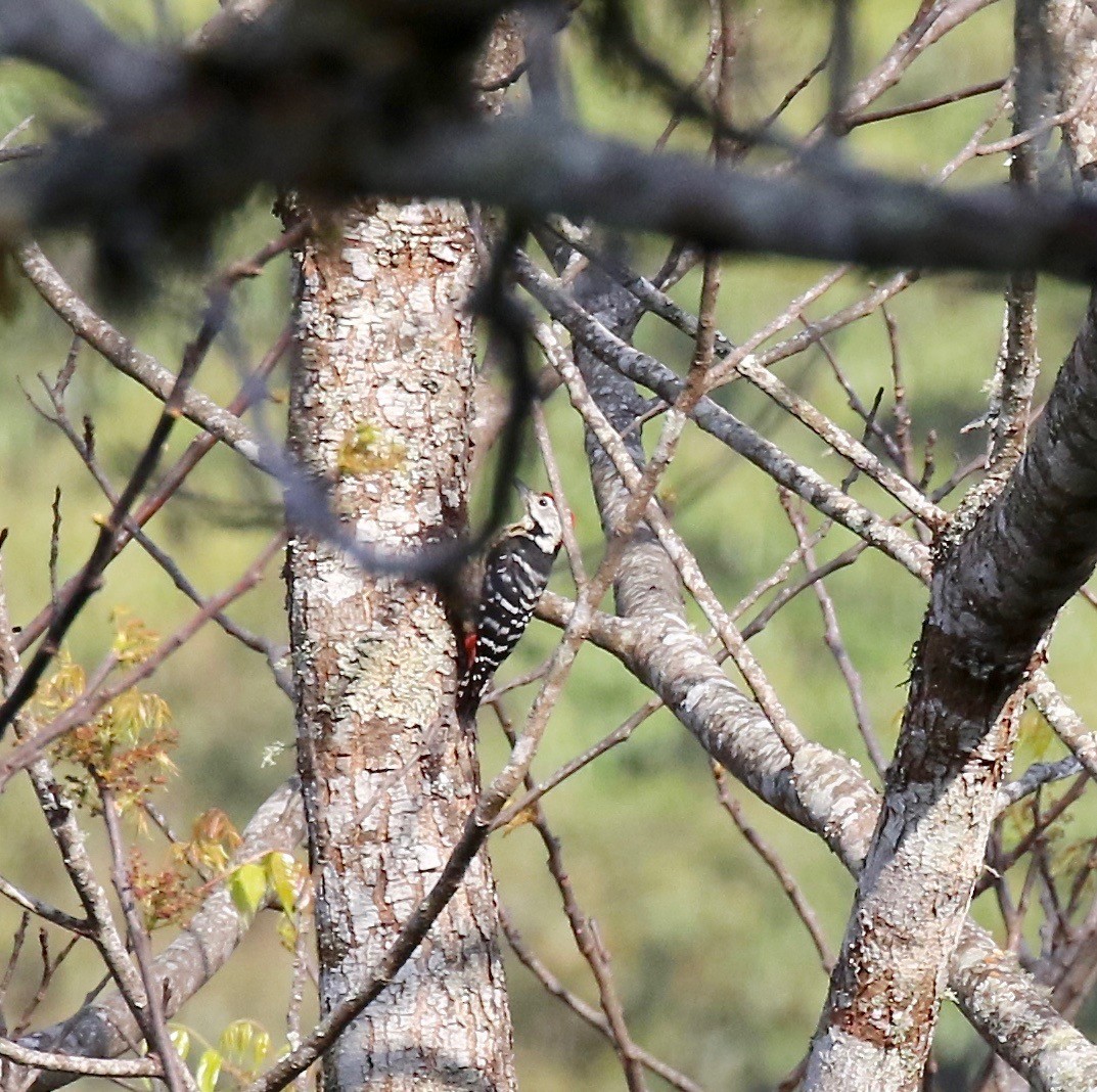 Stripe-breasted Woodpecker - ML620414412