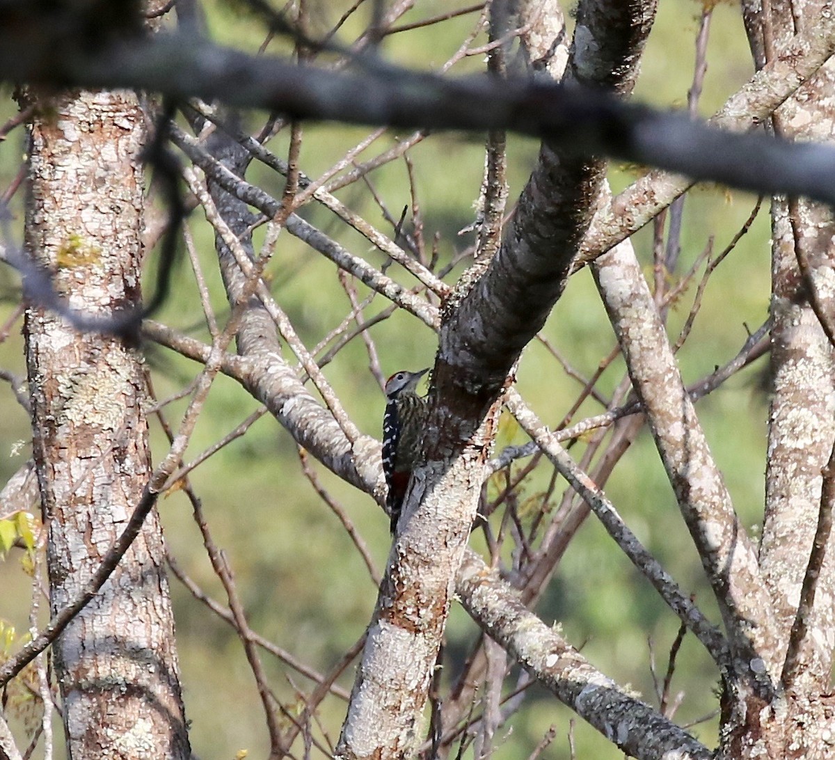 Stripe-breasted Woodpecker - ML620414413