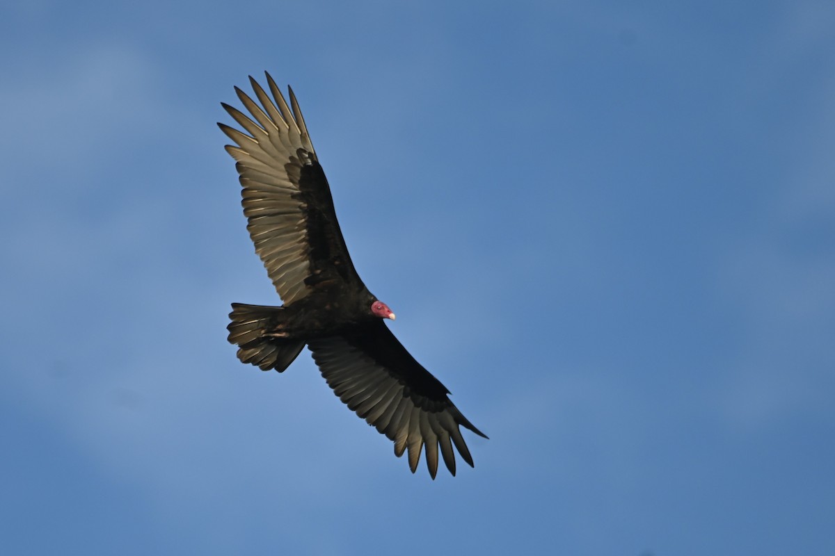 Turkey Vulture - ML620414420