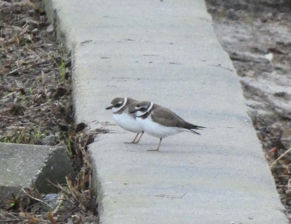 Semipalmated Plover - ML620414436