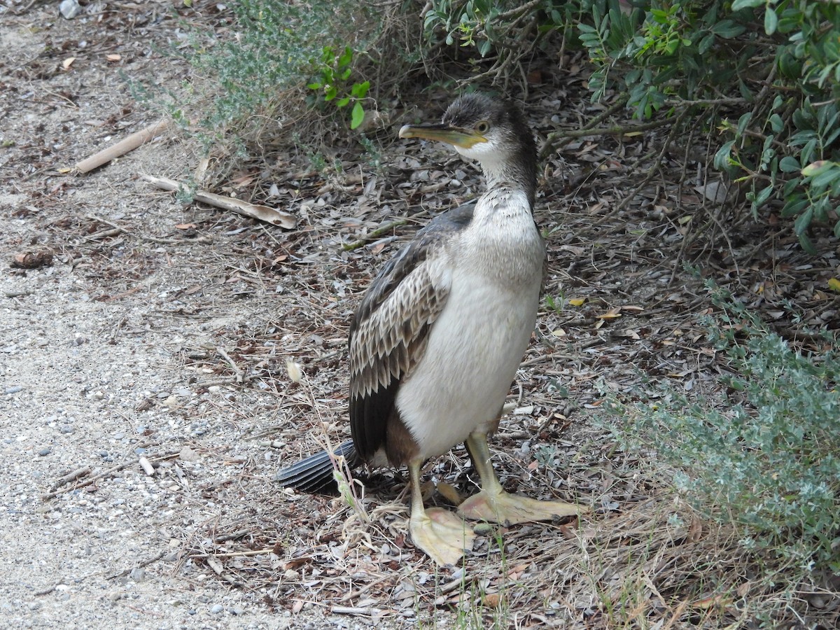 European Shag - ML620414439