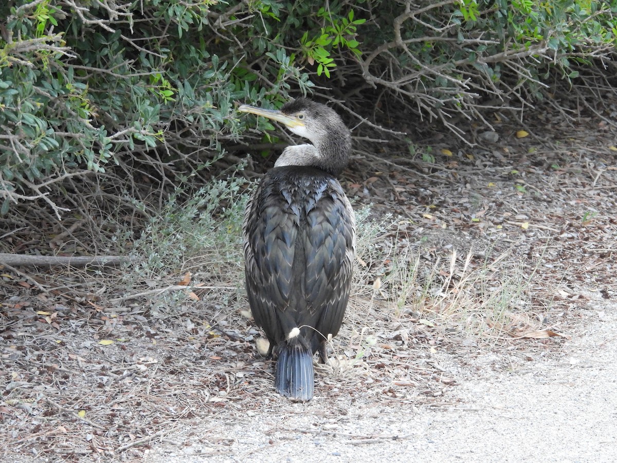 Cormoran huppé - ML620414441