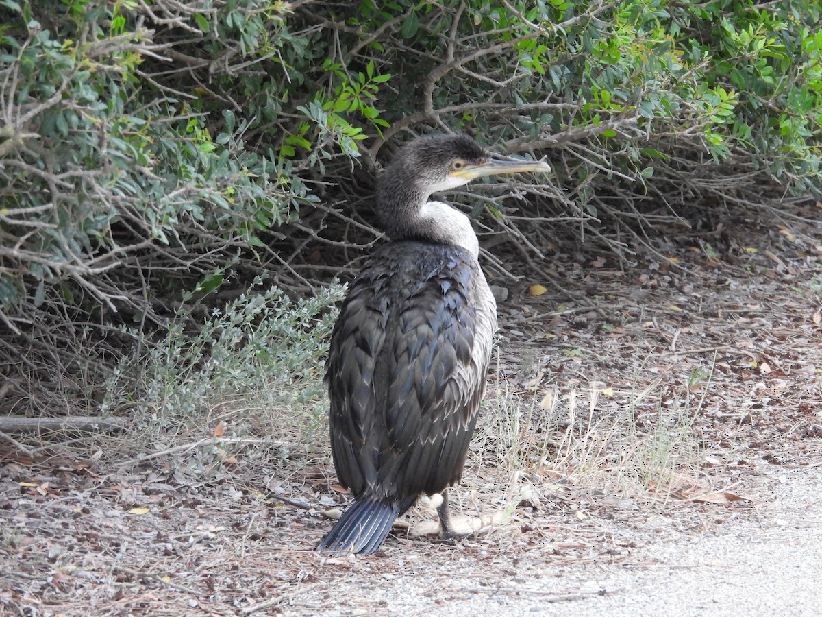 Cormoran huppé - ML620414445