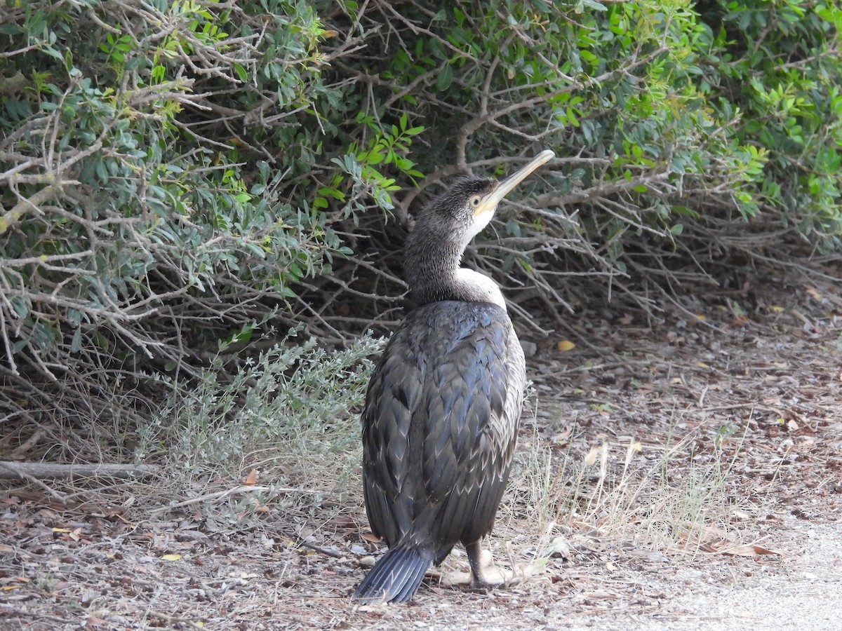 Cormoran huppé - ML620414446