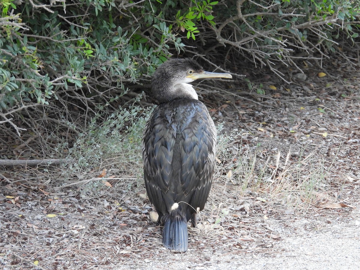 European Shag - ML620414453