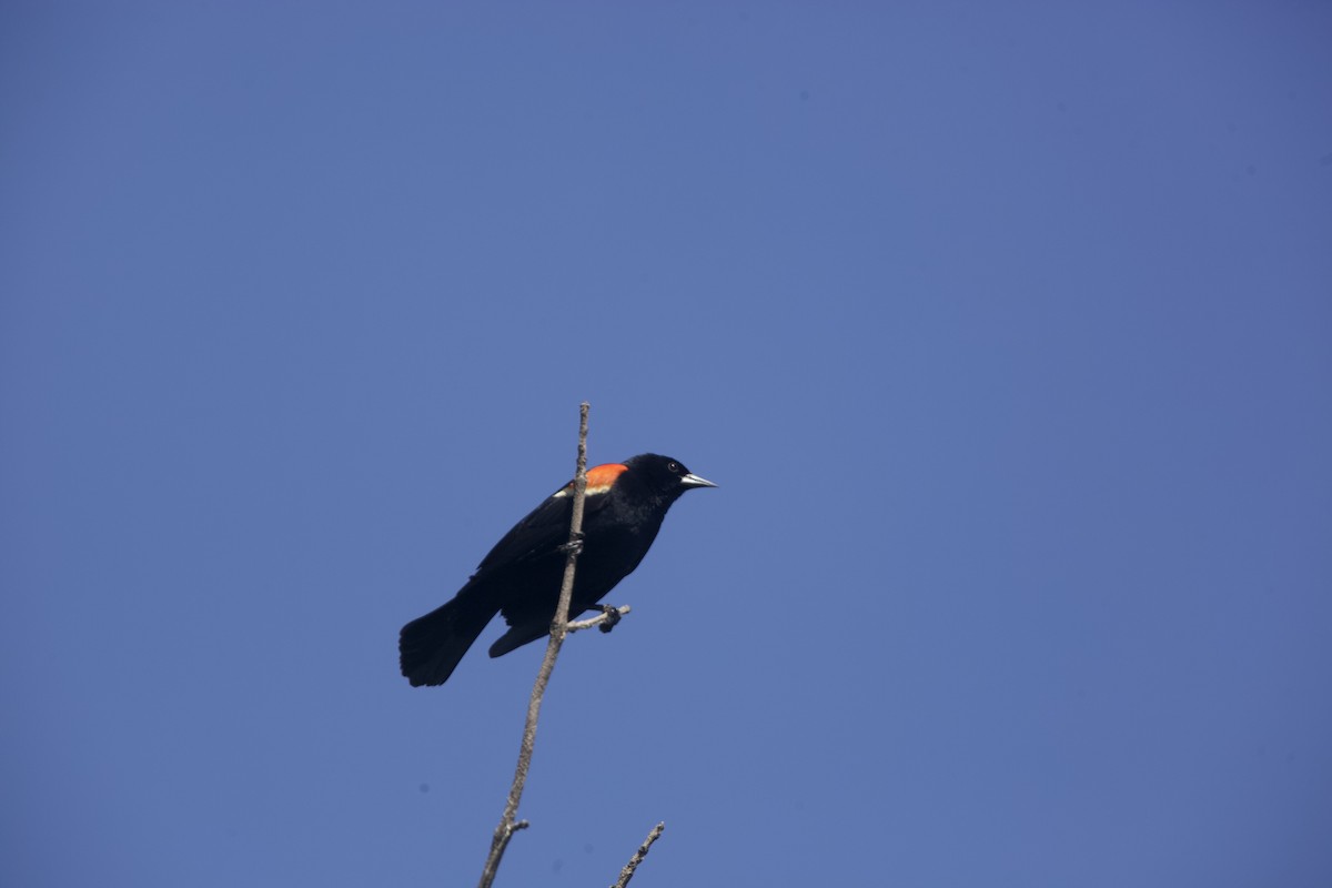 Red-winged Blackbird - ML620414454