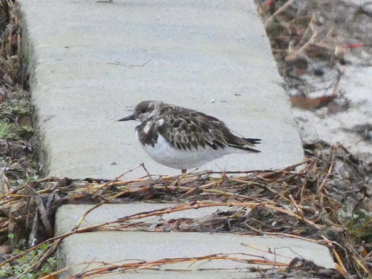 Ruddy Turnstone - ML620414463