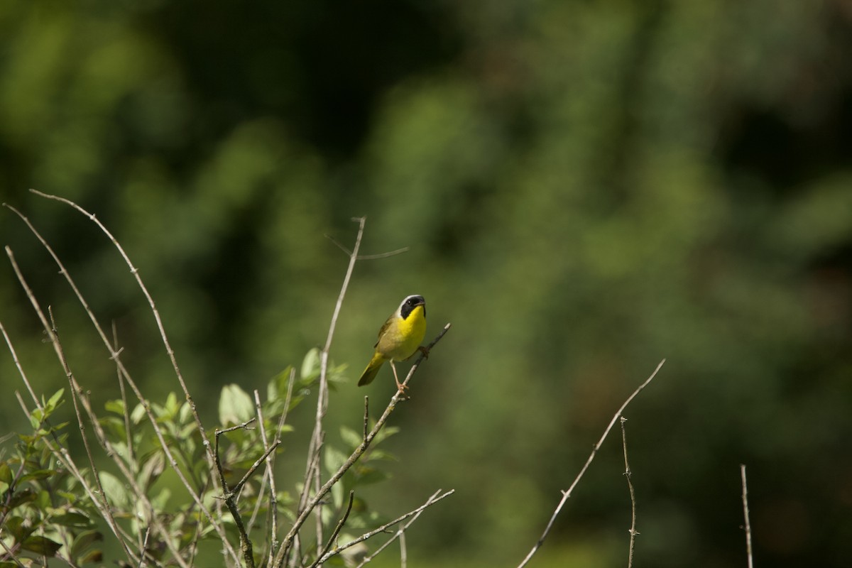 Common Yellowthroat - ML620414467