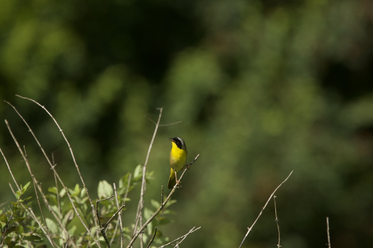 Common Yellowthroat - ML620414468