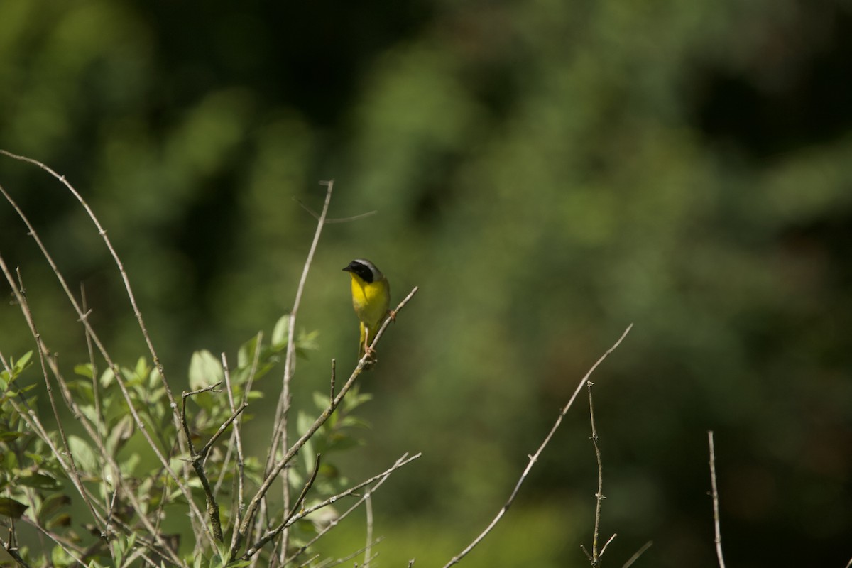 Common Yellowthroat - ML620414470