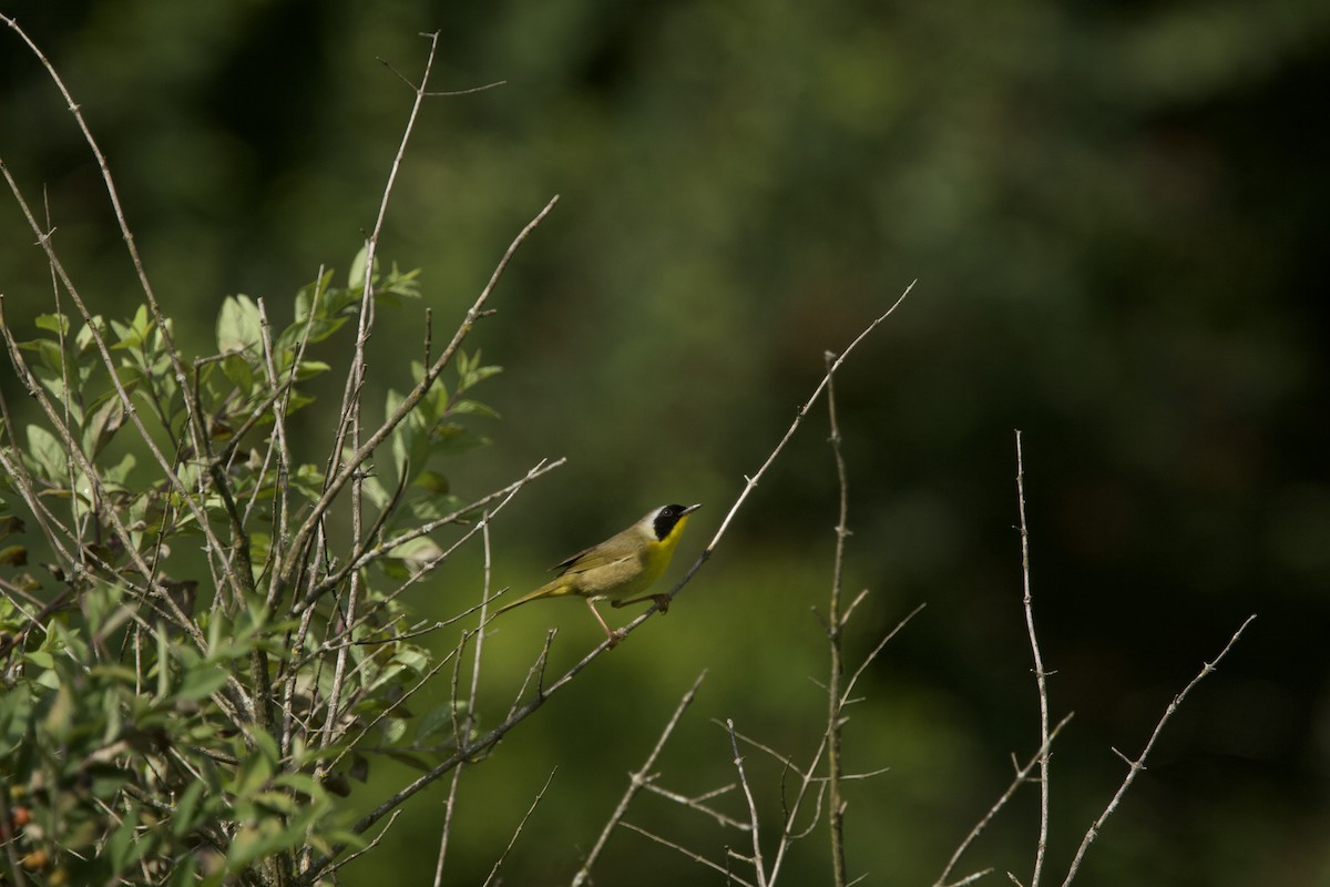 Common Yellowthroat - ML620414472