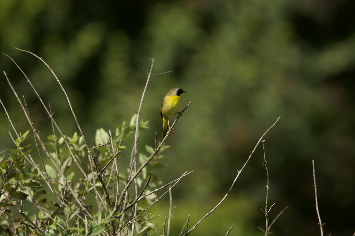 Common Yellowthroat - ML620414475