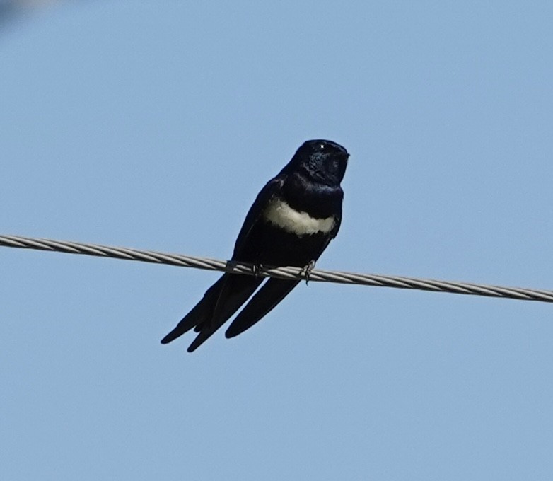 White-banded Swallow - ML620414479