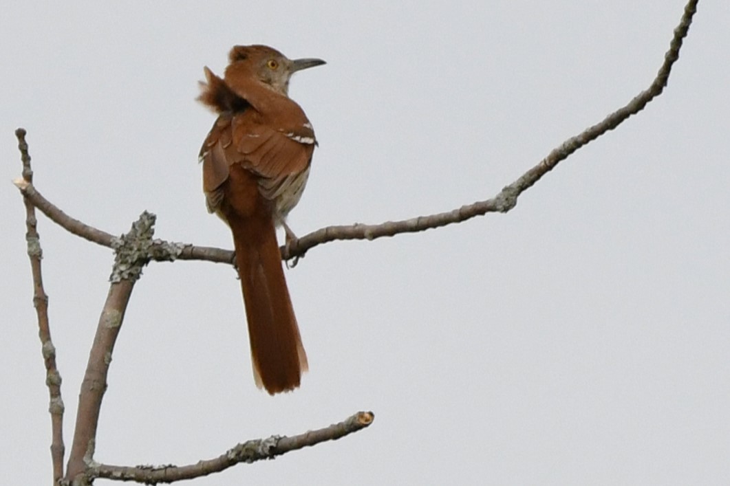 Brown Thrasher - ML620414497