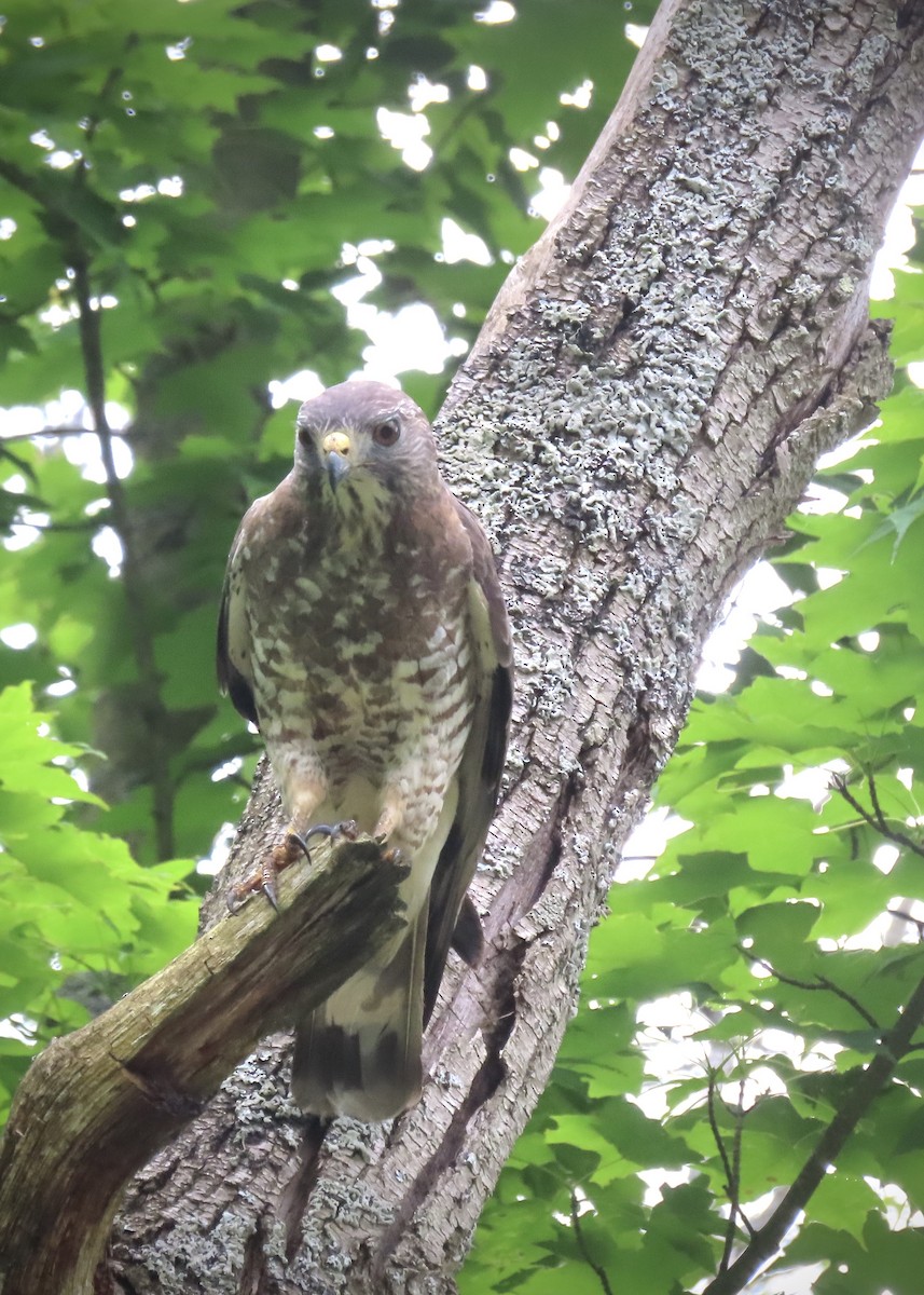 Broad-winged Hawk - ML620414500