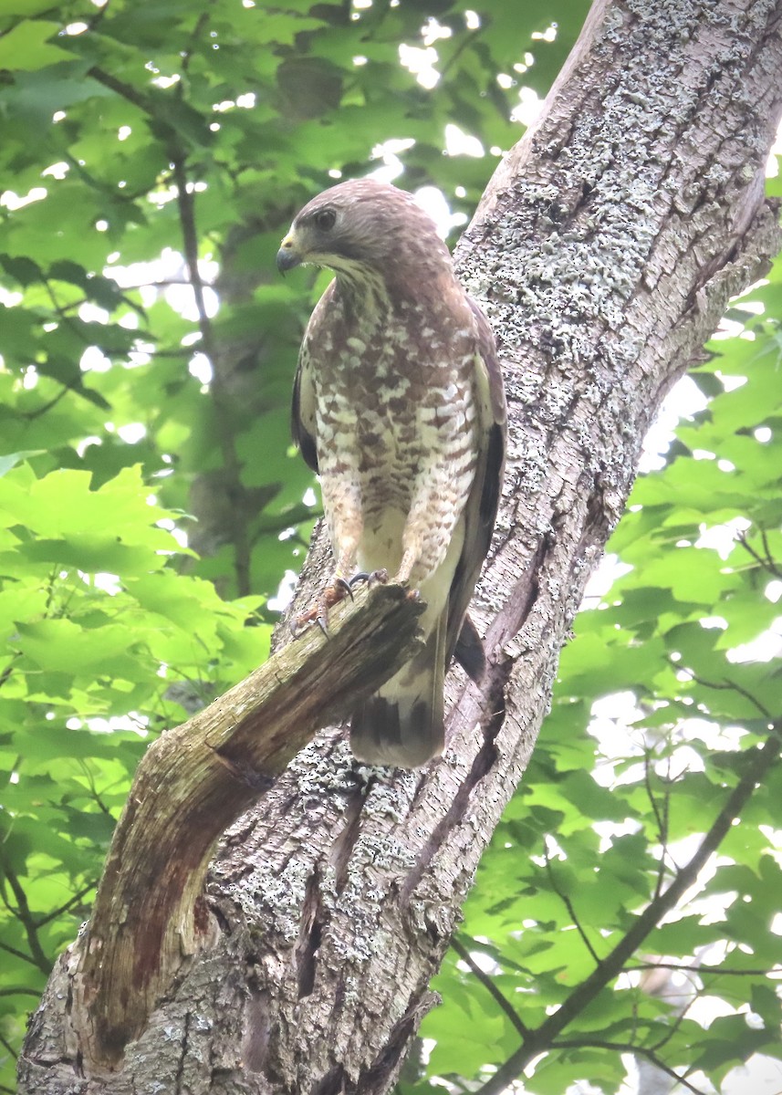 Broad-winged Hawk - ML620414501