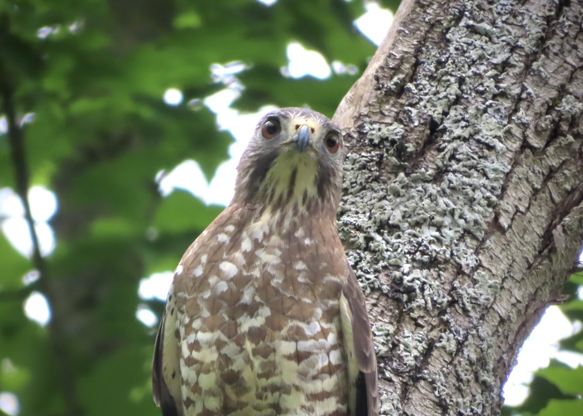 Broad-winged Hawk - ML620414502