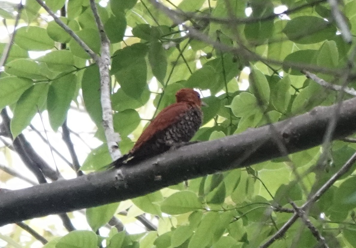 Cinnamon Woodpecker - ML620414506