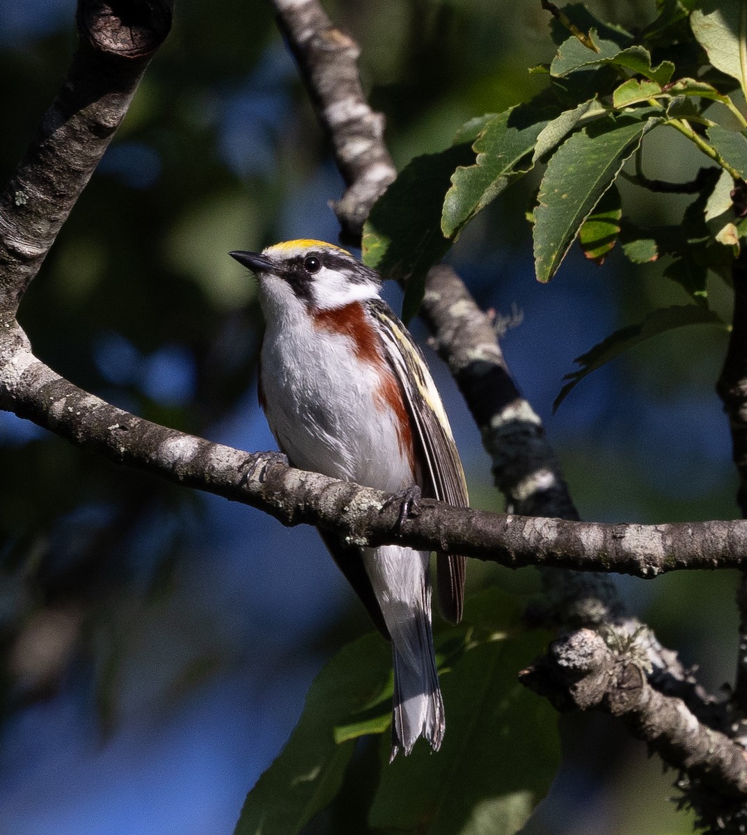 Chestnut-sided Warbler - ML620414507