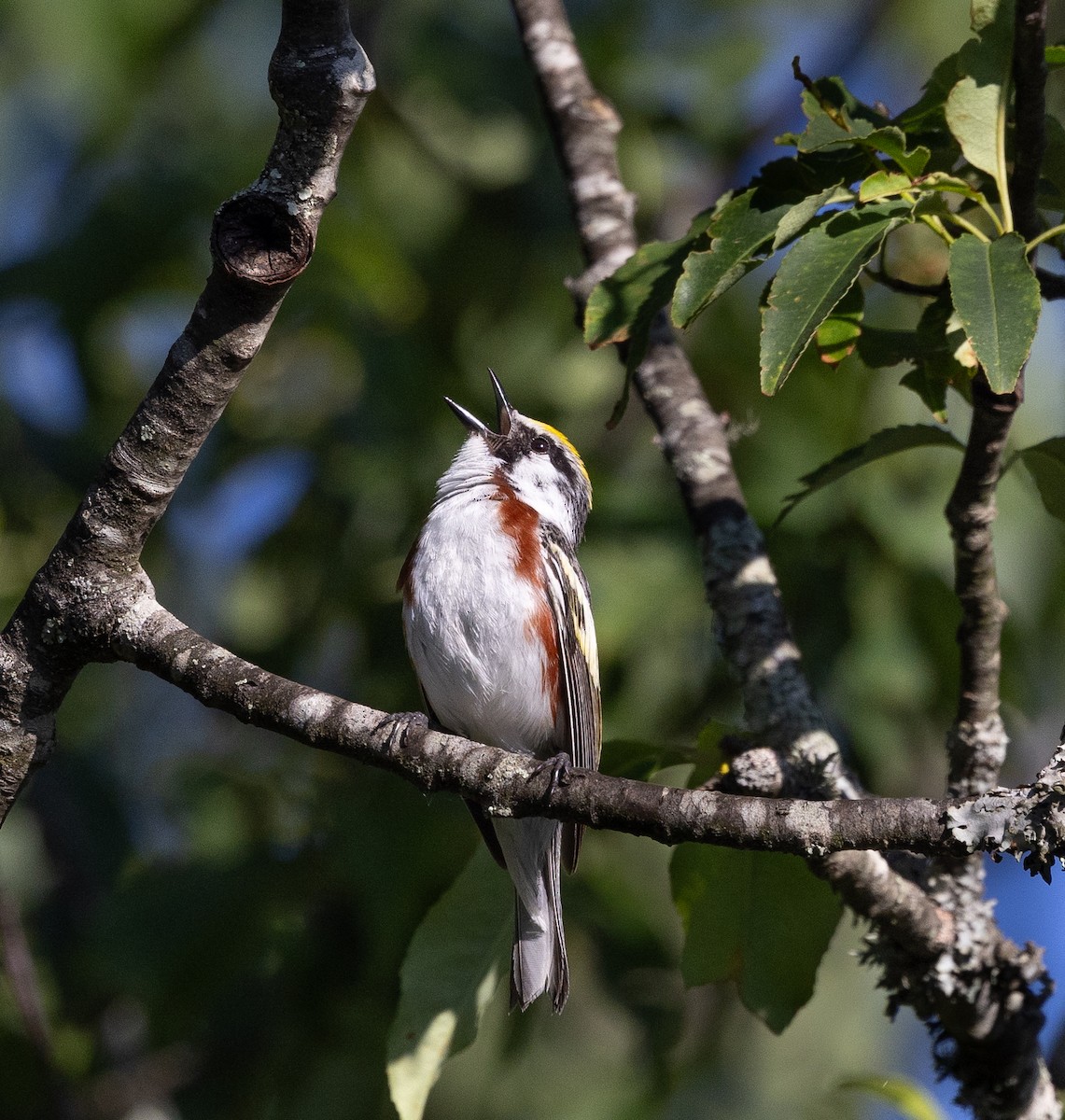 Chestnut-sided Warbler - ML620414509