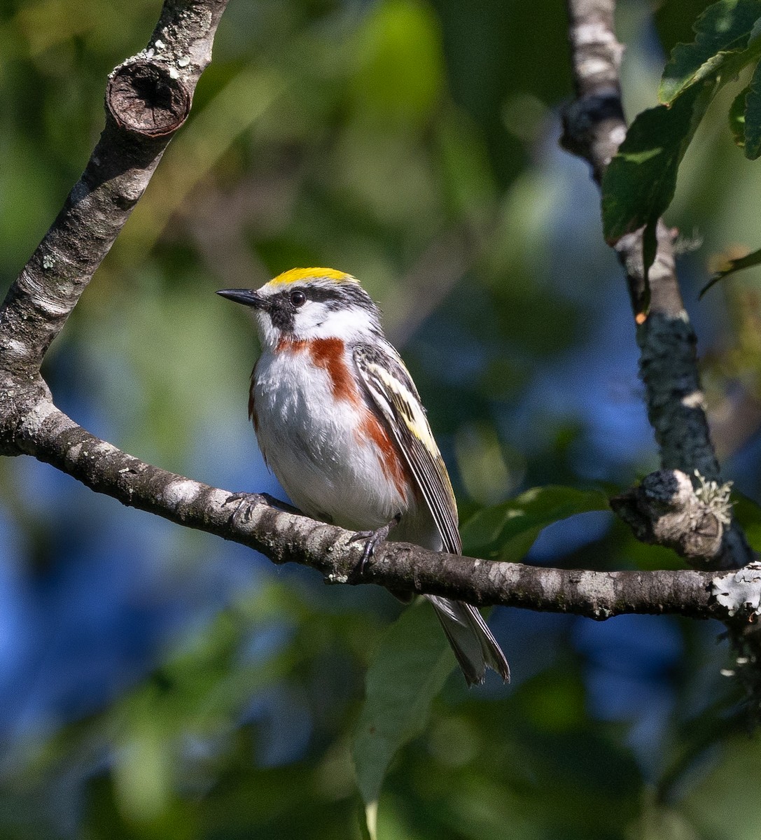 Chestnut-sided Warbler - ML620414510