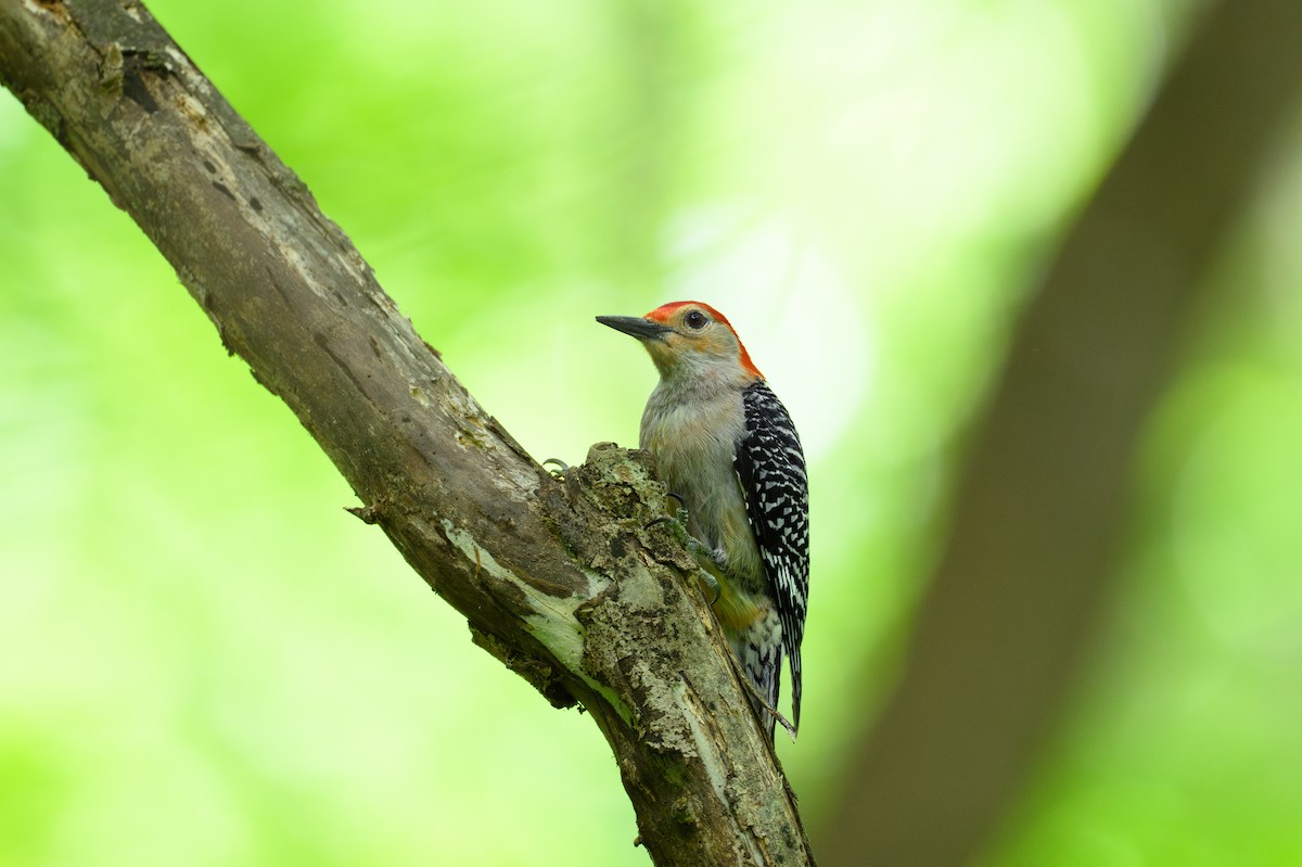 Red-bellied Woodpecker - ML620414512