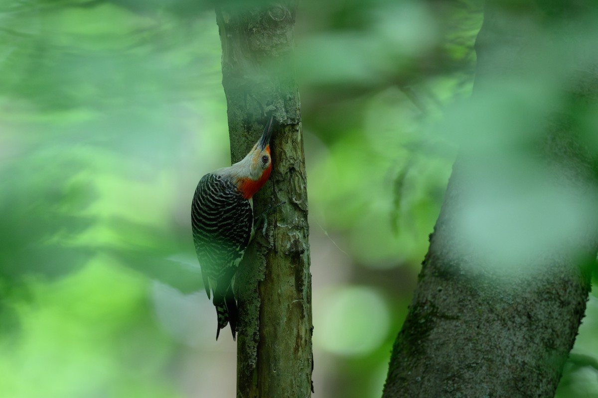 Red-bellied Woodpecker - ML620414513