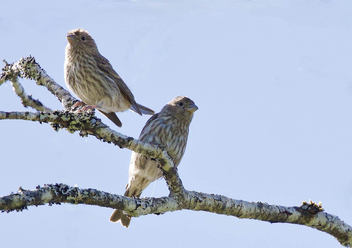 House Finch - ML620414515