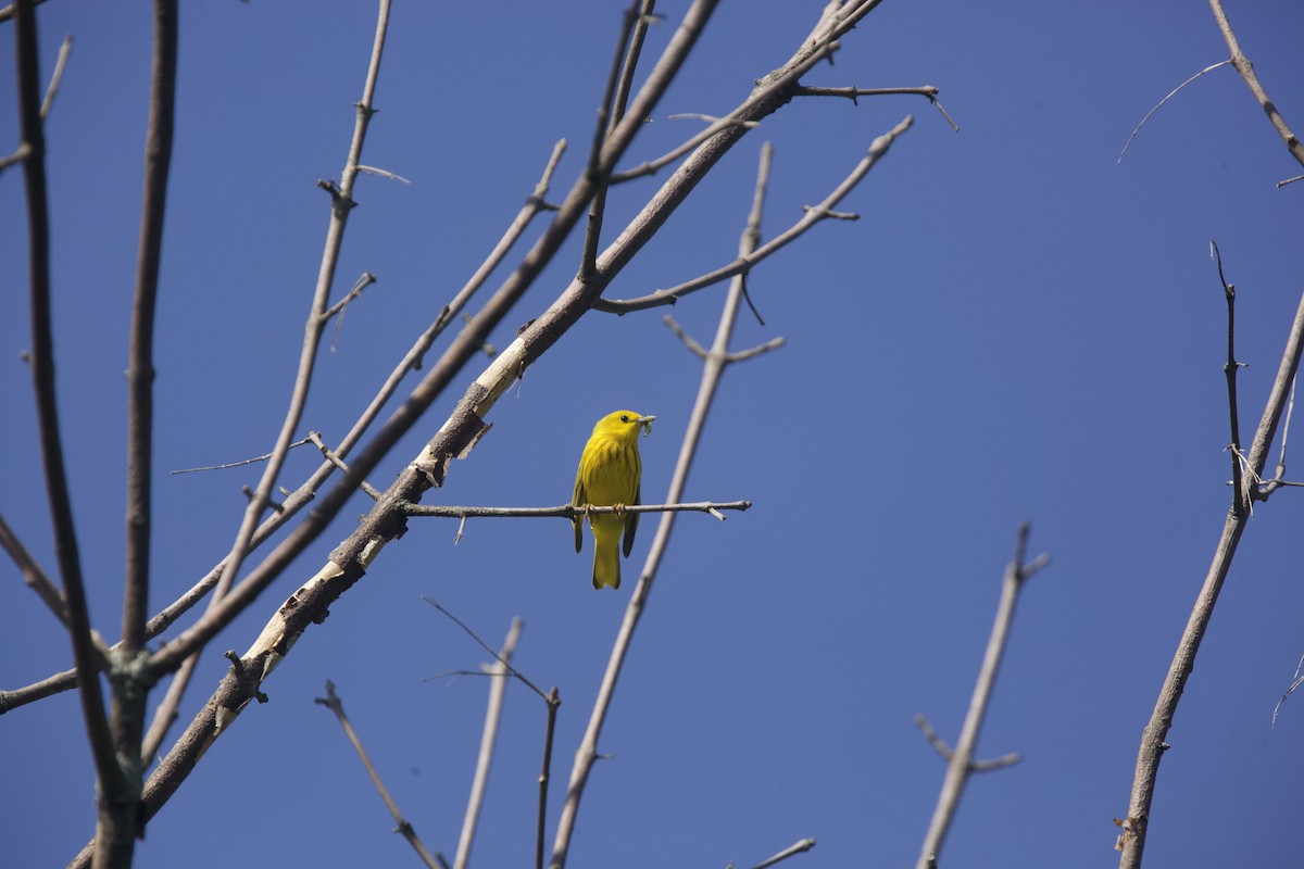 Yellow Warbler - ML620414516