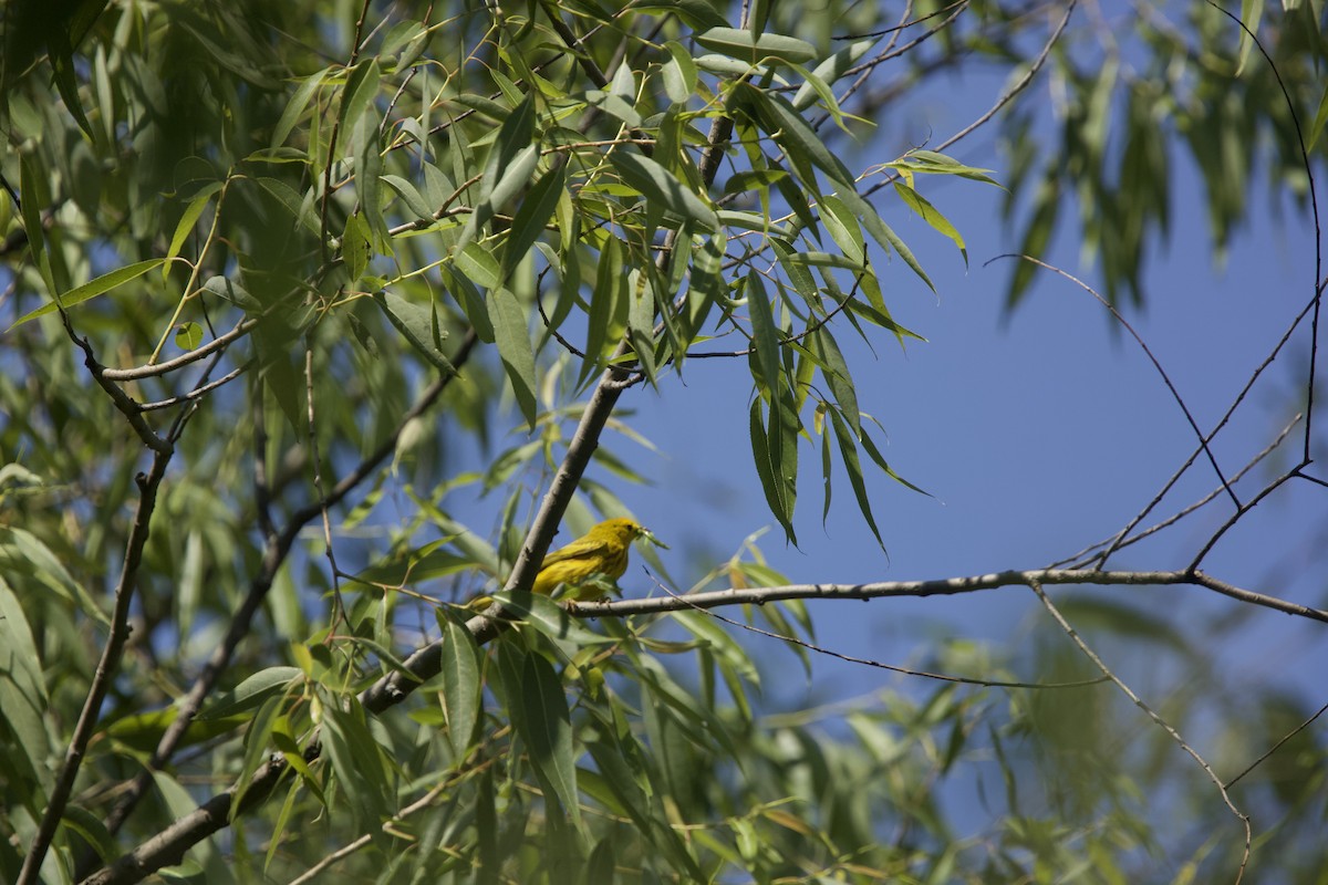 Yellow Warbler - ML620414519