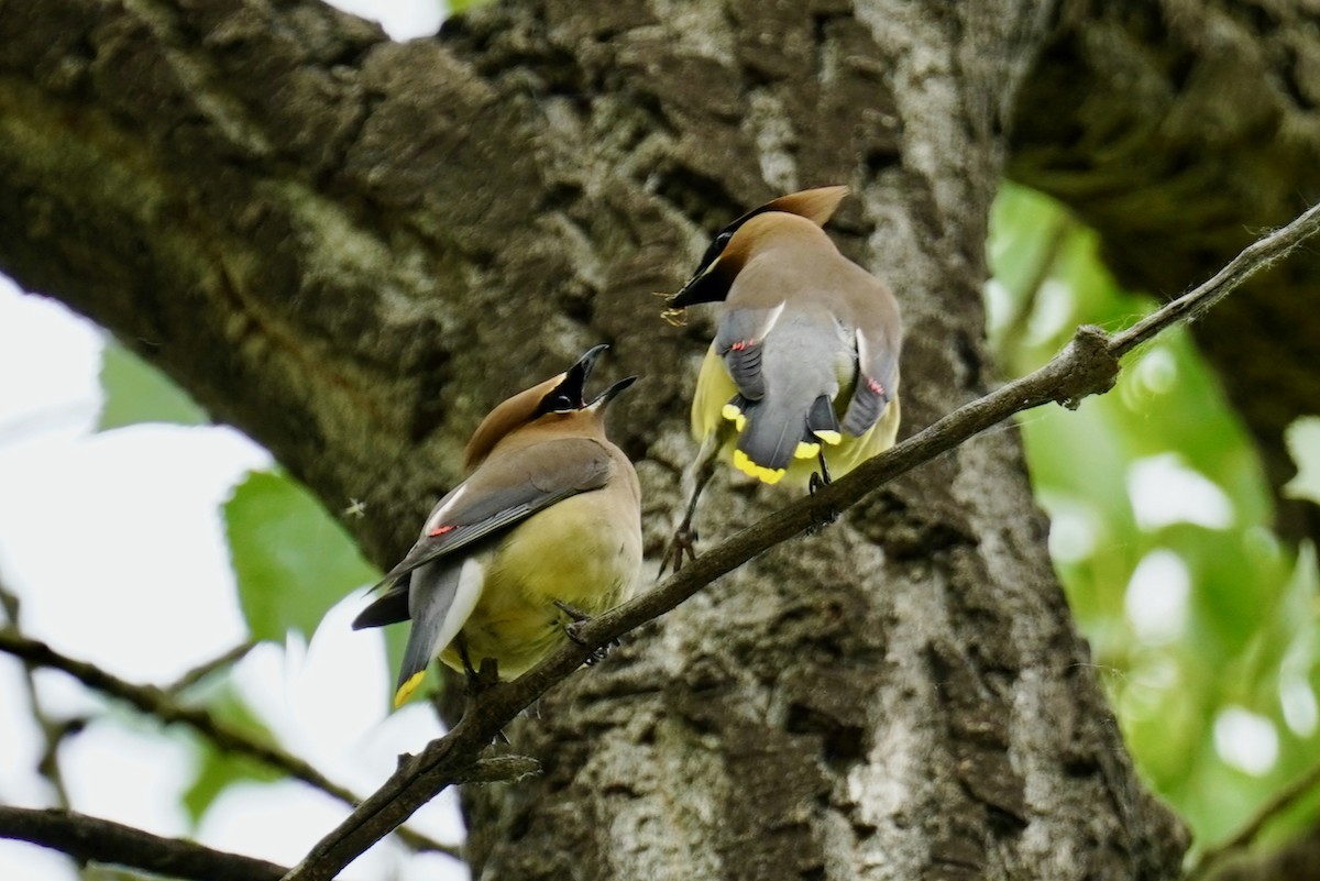 Cedar Waxwing - ML620414523