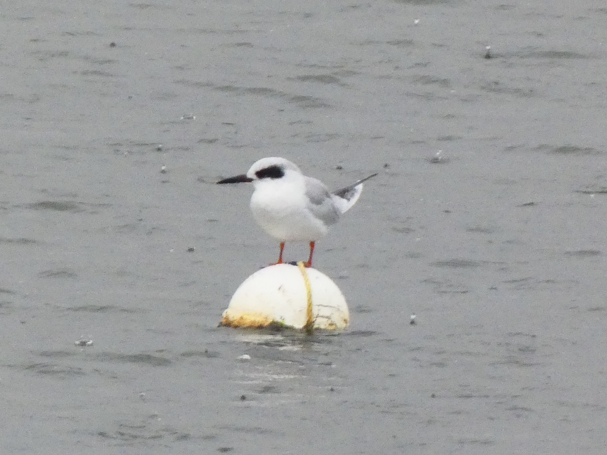 Forster's Tern - ML620414524