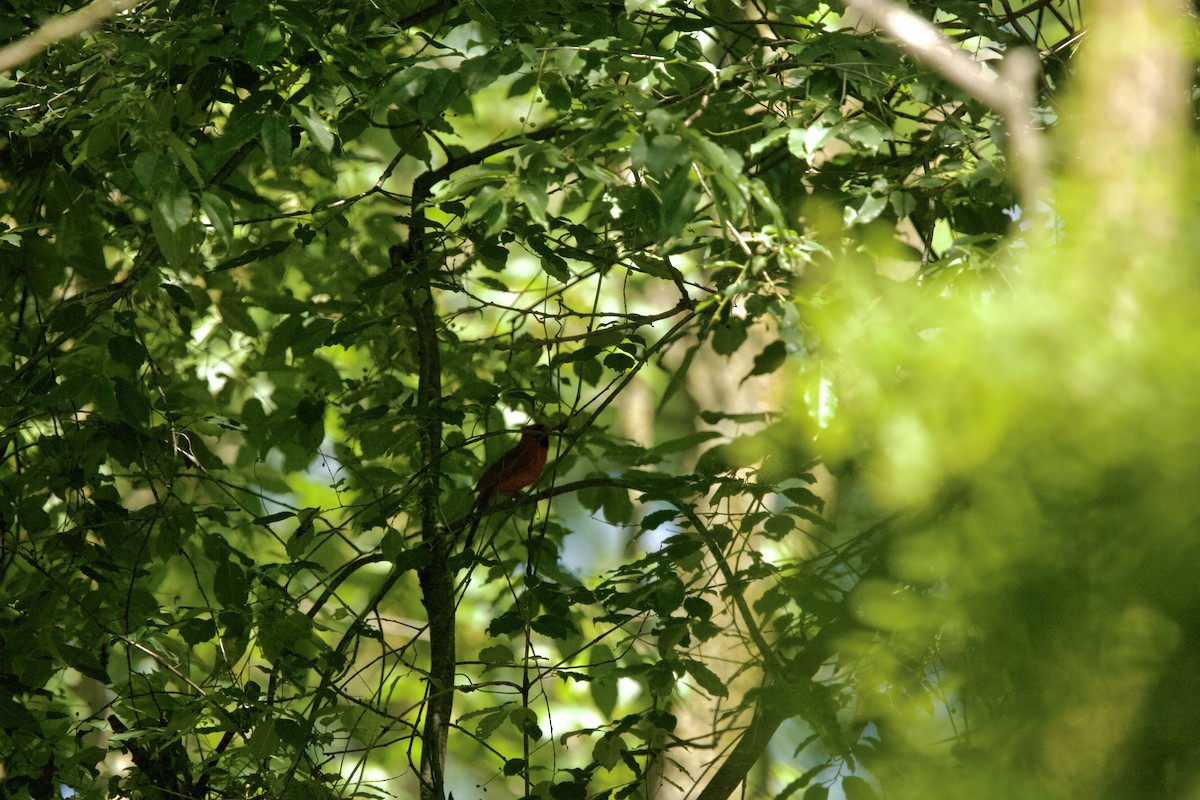 Northern Cardinal - Paul Miller