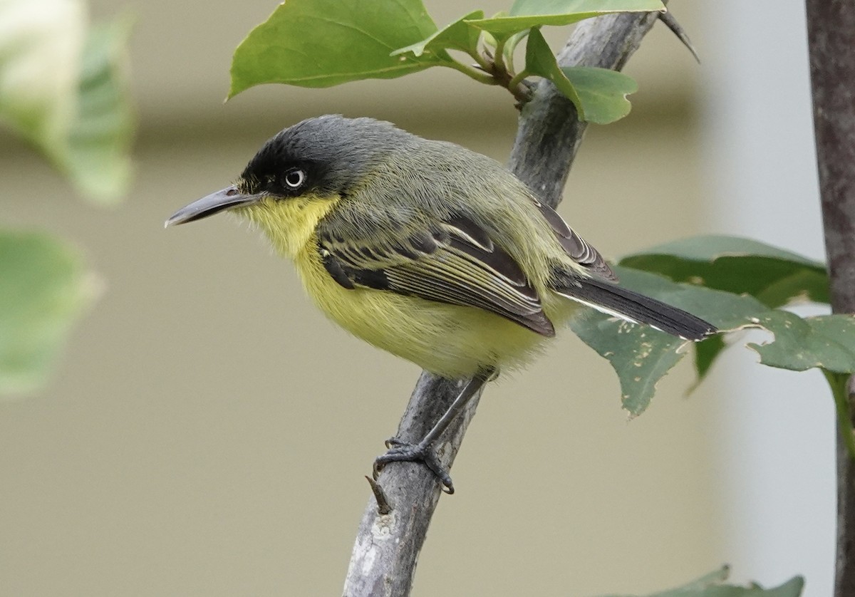 Common Tody-Flycatcher - ML620414549