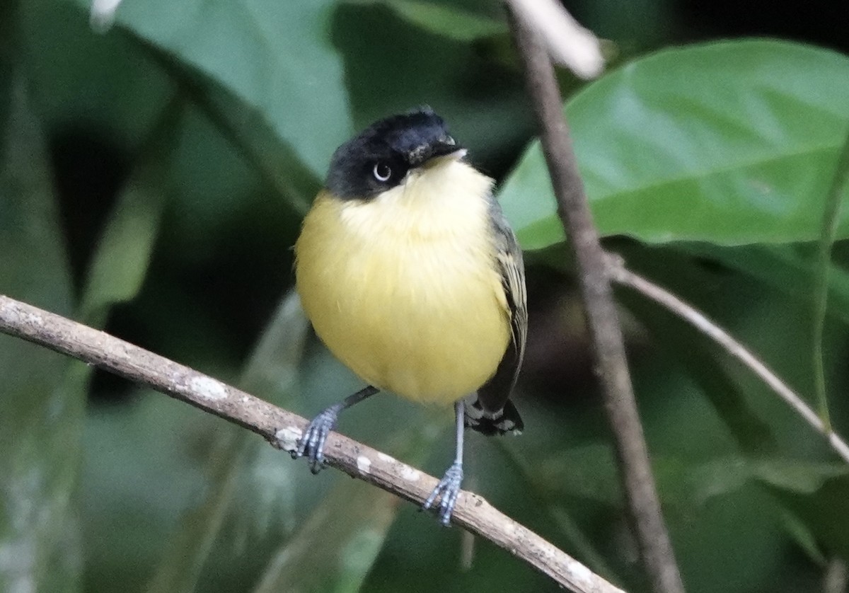 Common Tody-Flycatcher - ML620414550