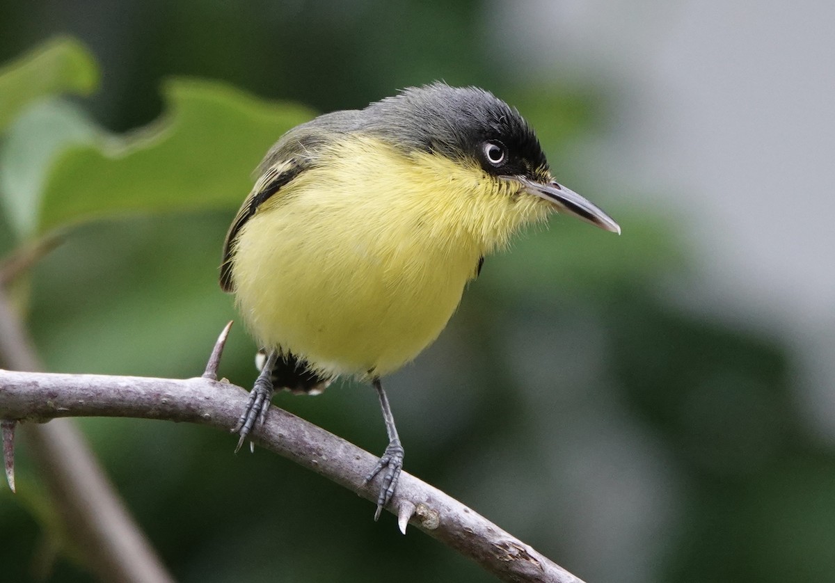 Common Tody-Flycatcher - ML620414551