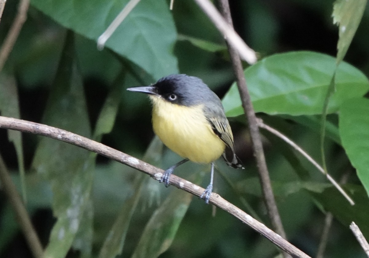 Common Tody-Flycatcher - ML620414552