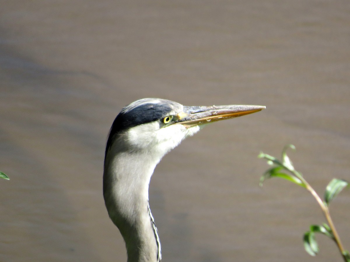 Gray Heron - ML620414557