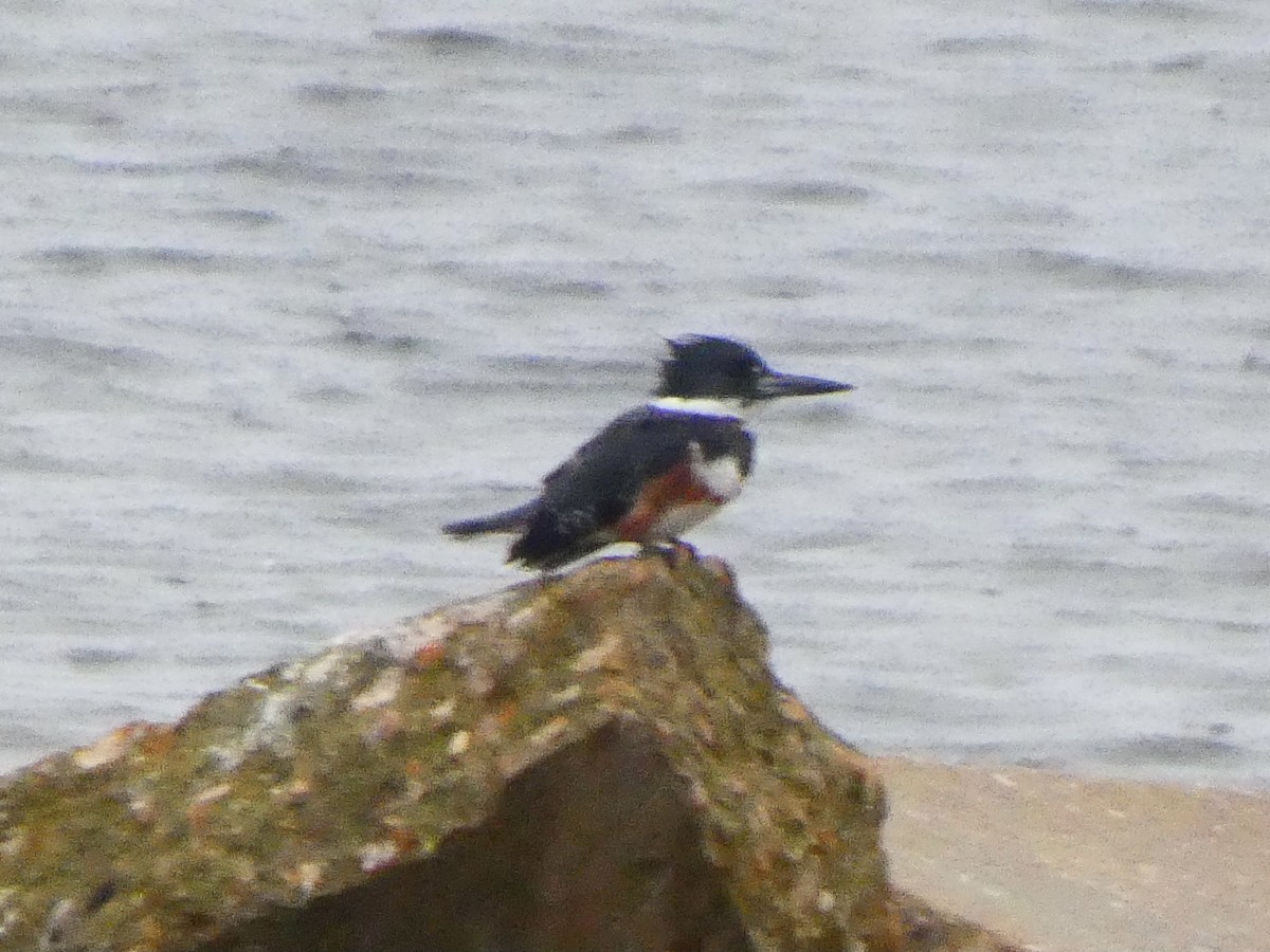 Belted Kingfisher - Eric Plage