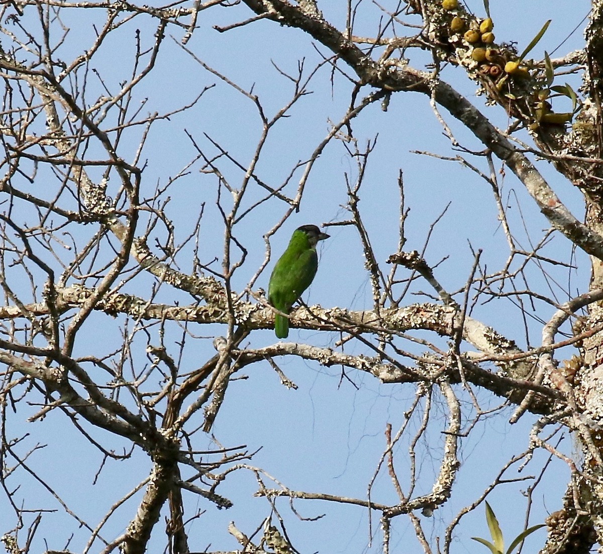 Golden-throated Barbet - ML620414564