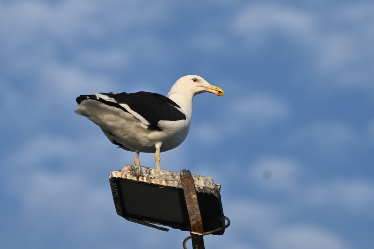 Kelp Gull - ML620414569