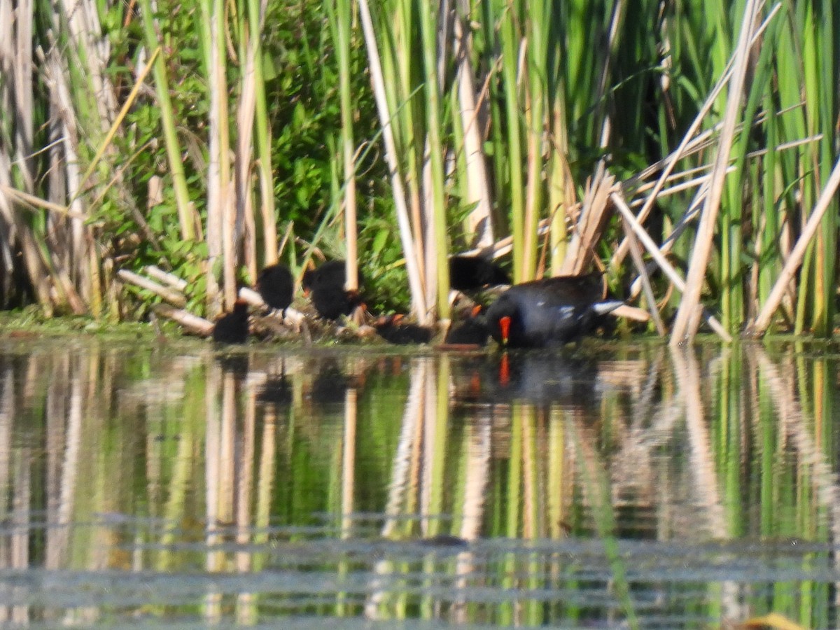 Common Gallinule - ML620414610