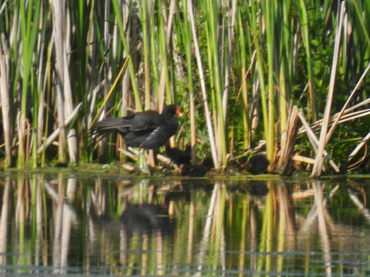 Gallinule d'Amérique - ML620414613