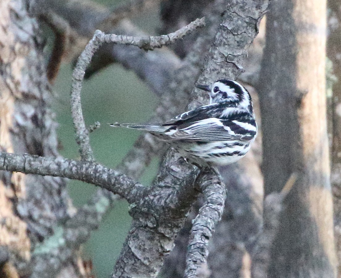 Black-and-white Warbler - ML620414617