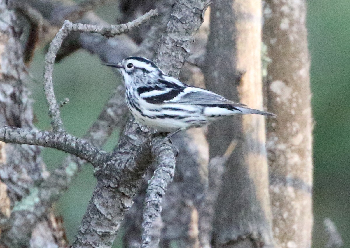 Black-and-white Warbler - ML620414618