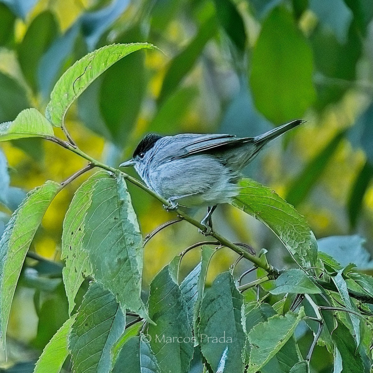 Eurasian Blackcap - ML620414635