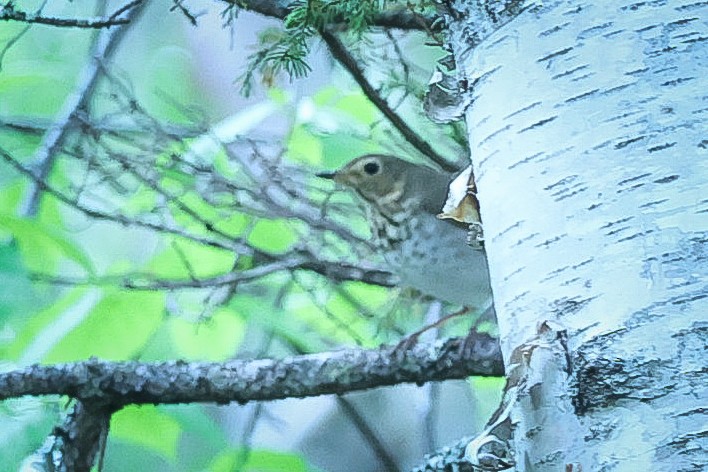 Swainson's Thrush - ML620414636