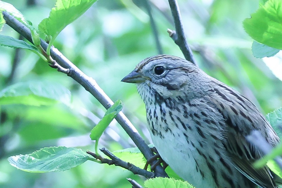 Lincoln's Sparrow - ML620414660