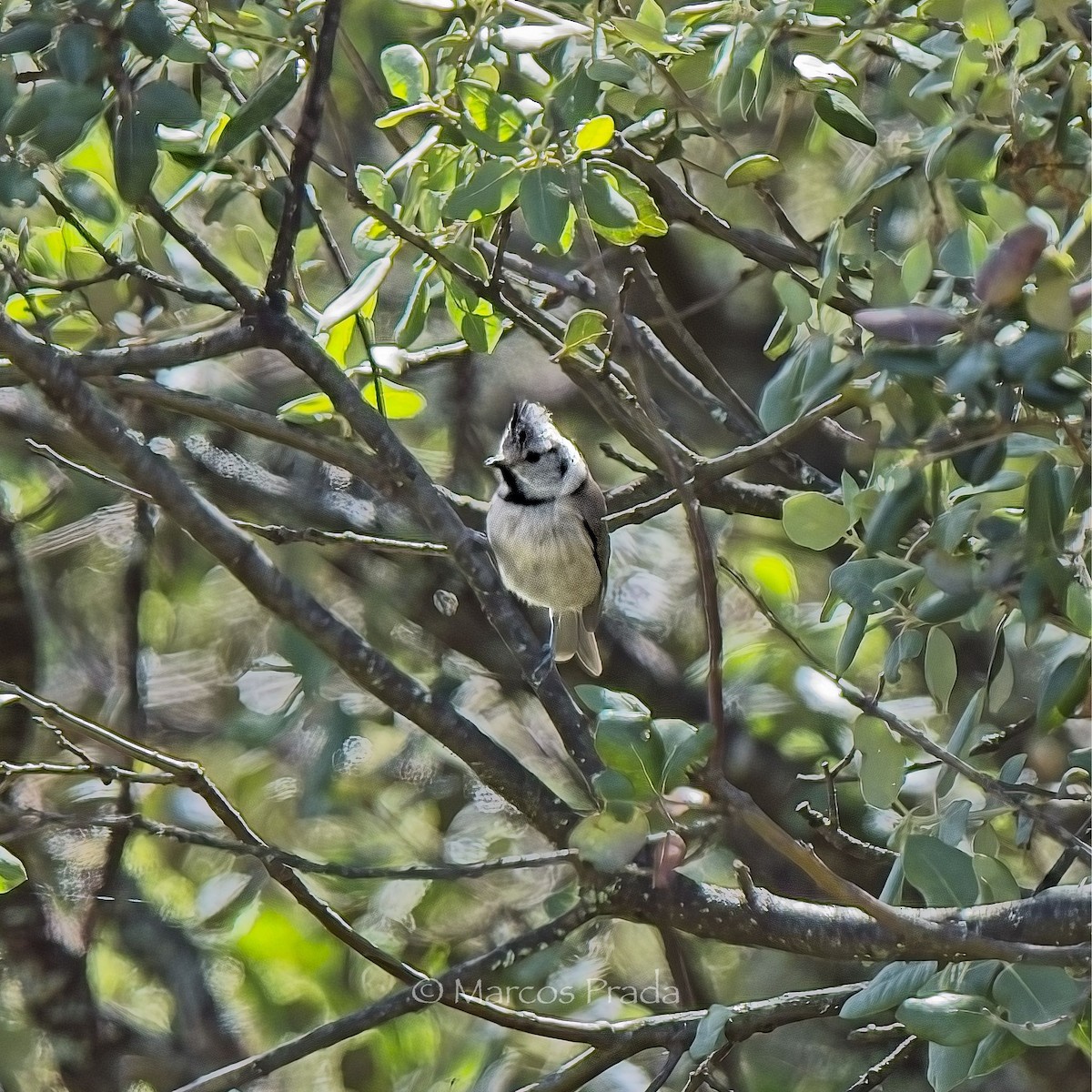 Crested Tit - ML620414668